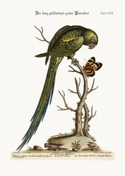 The Long-tailed Green Parrakeet, 1749-73